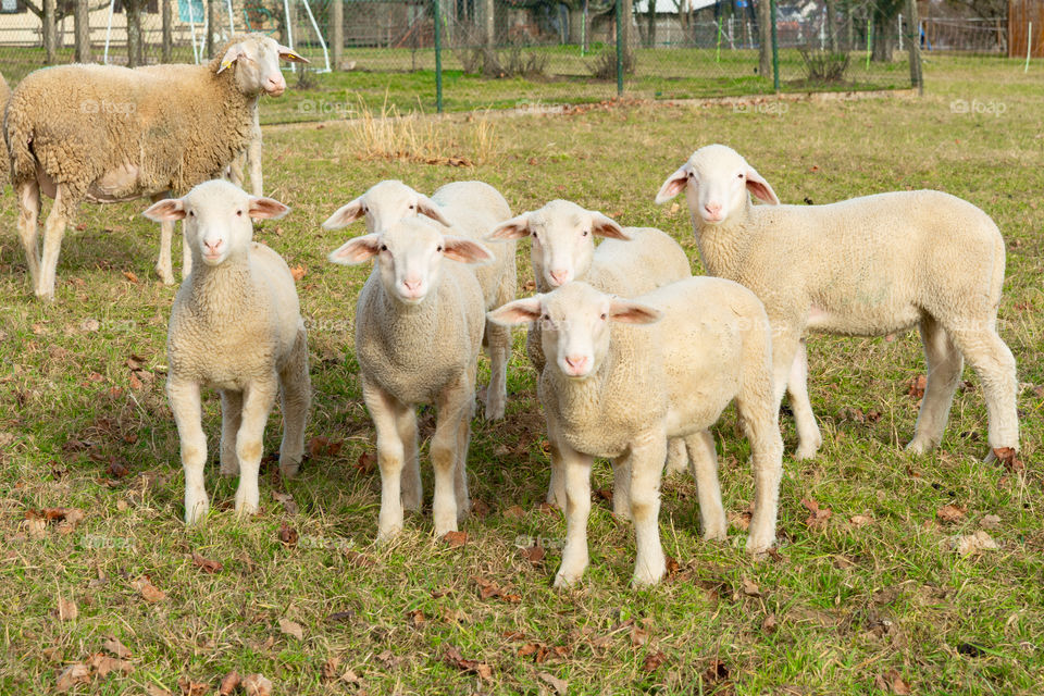 six lambs looking in the camera