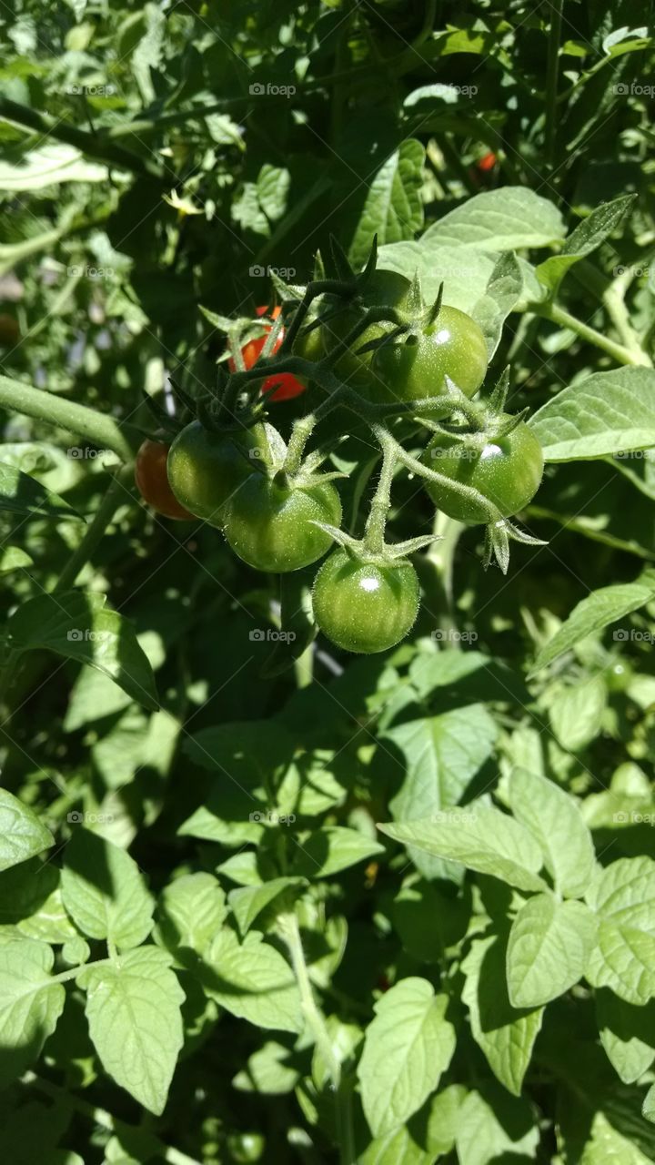 cherry tomatoes. my garden