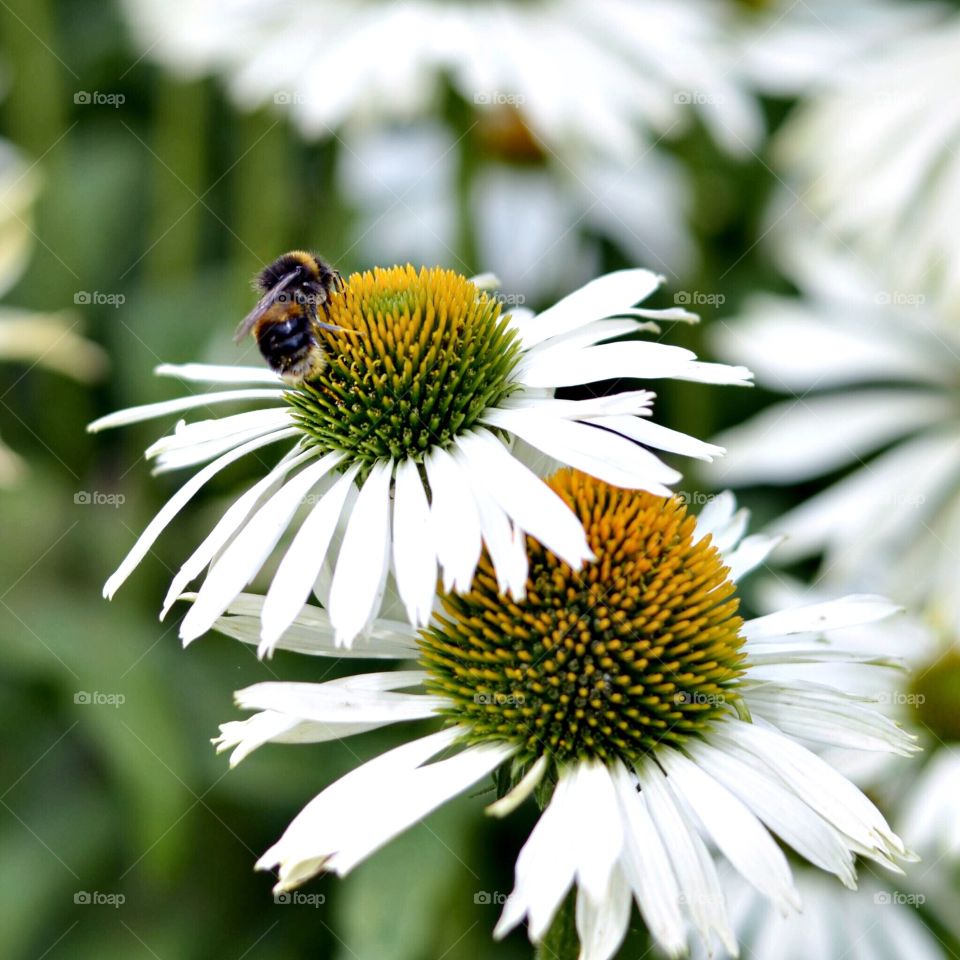 Bee on flower