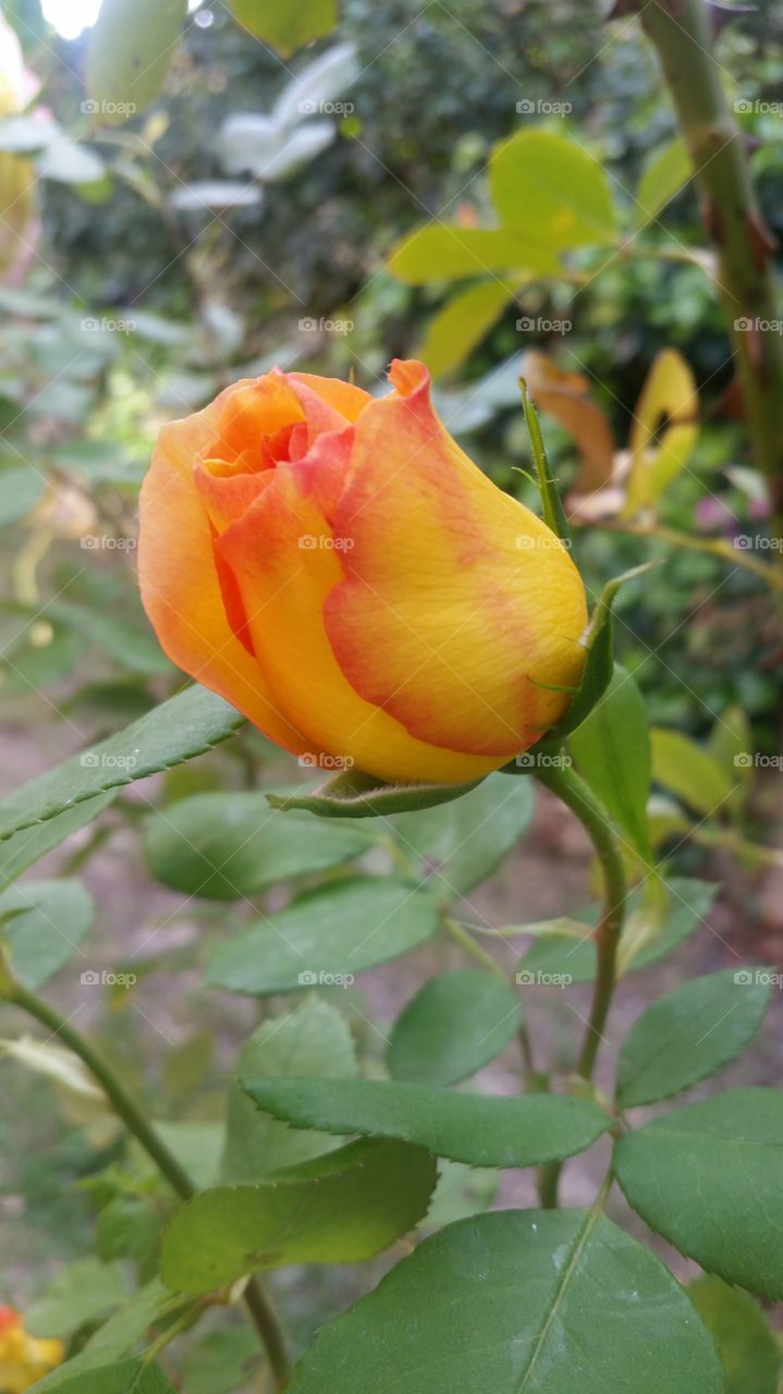 rose in the garden