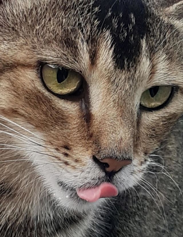 cute cat