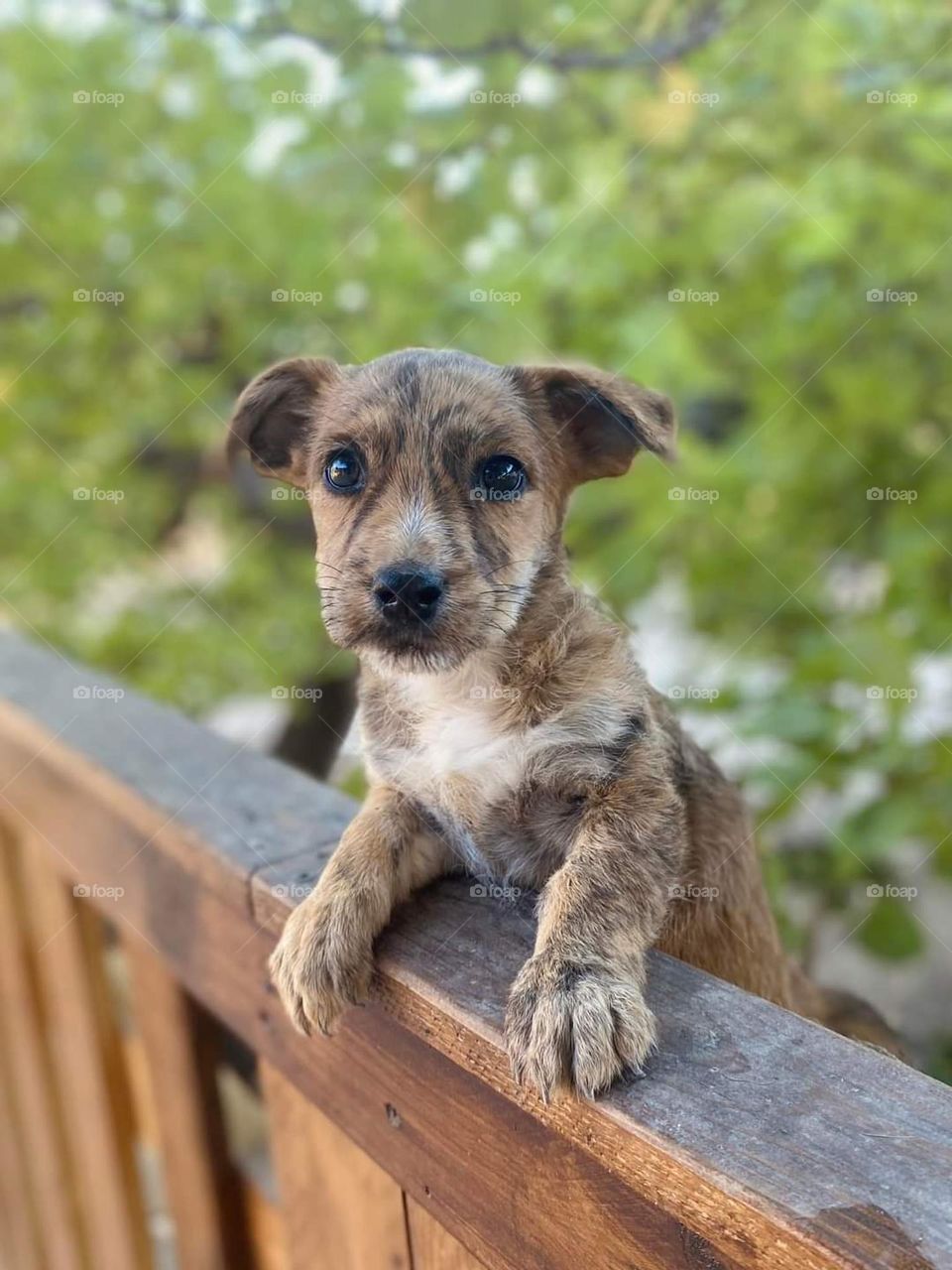 my dog ​​in the field