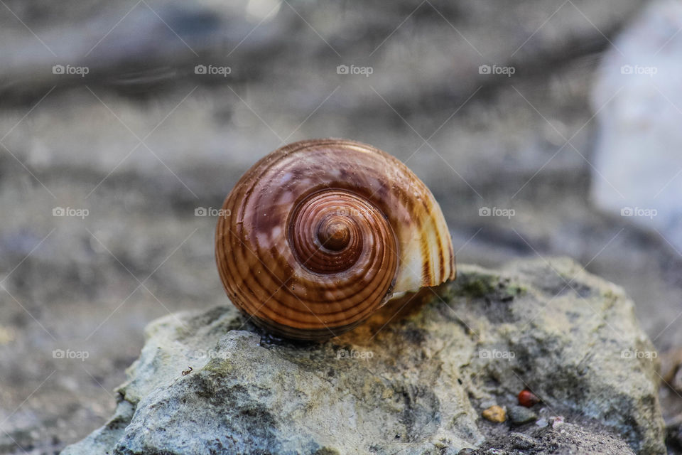 sea snail