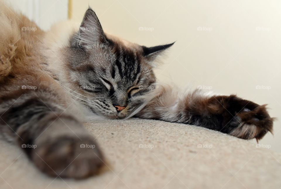fluffy longhaired cat
