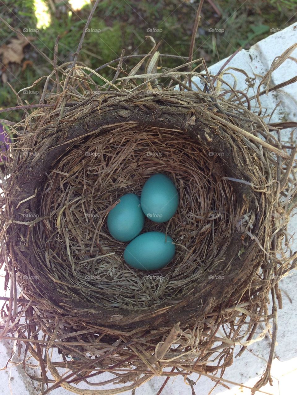 Robin's eggs