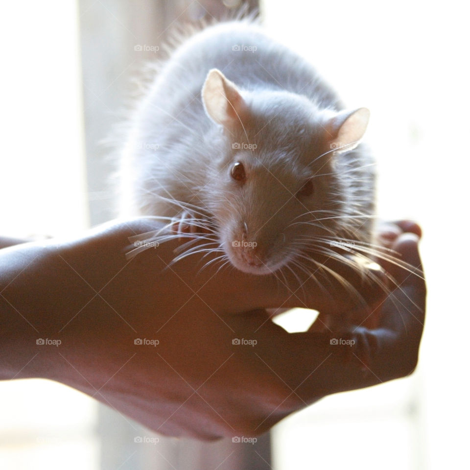 White Rat on the hand