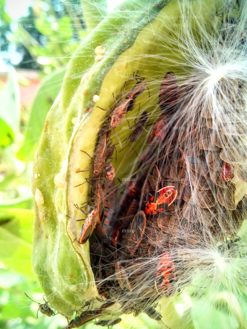 red bugs eat calotropis fruit