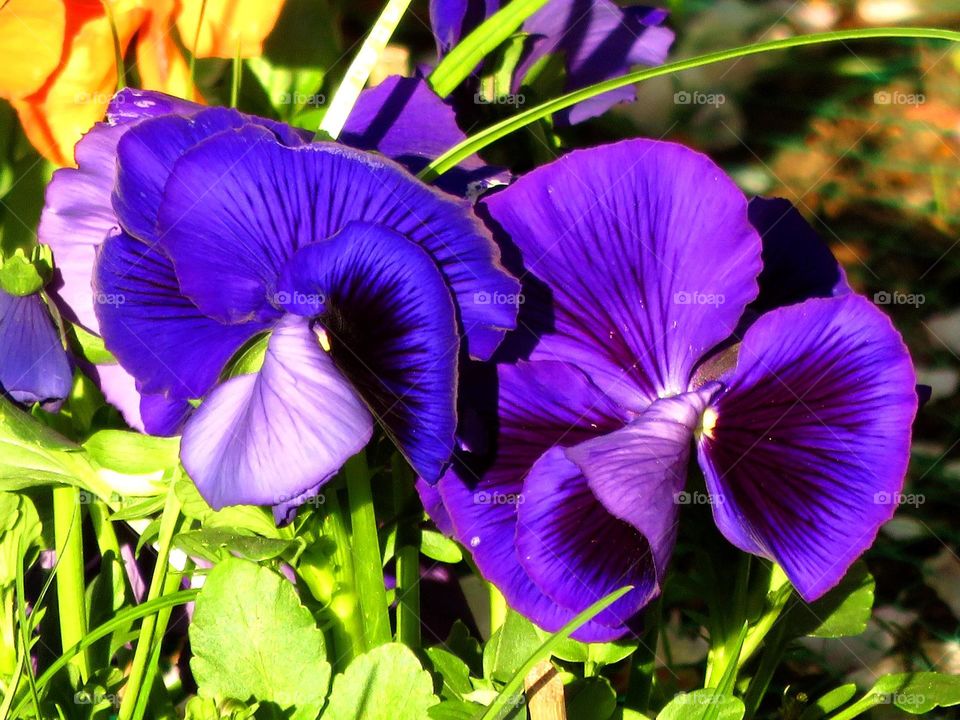 Incredible pansies 