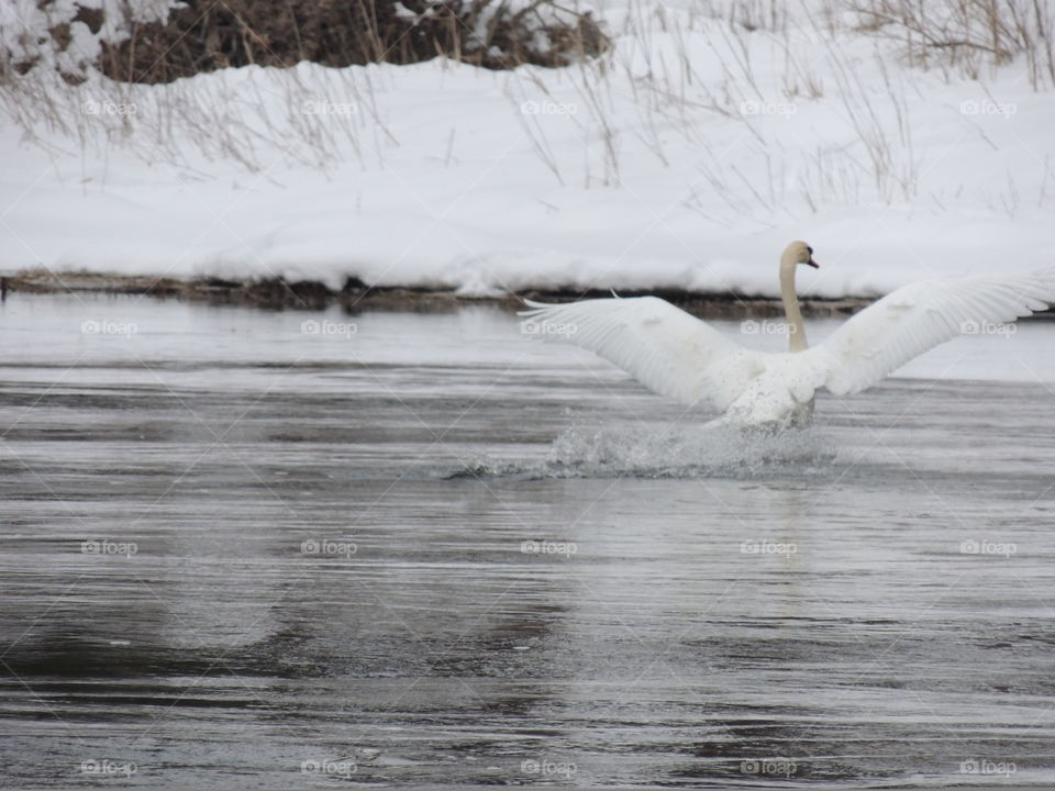 Single Swan Surrounded By Snow in Michigan 