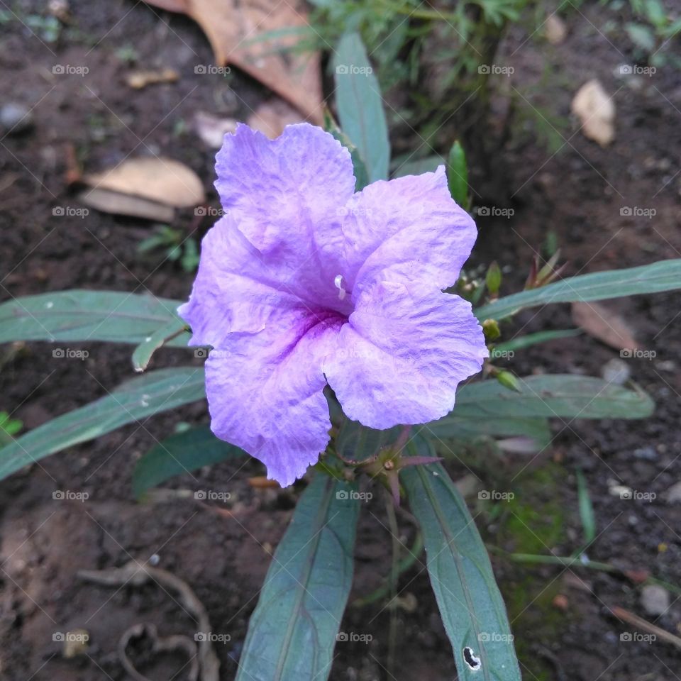 Purple flower on the park
