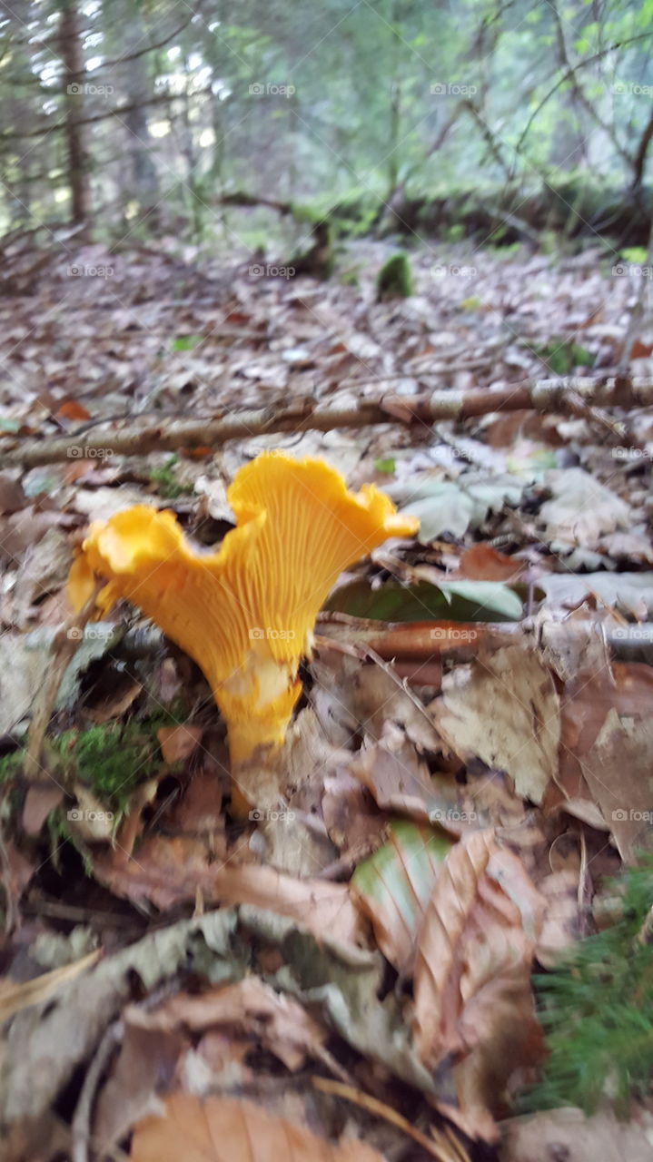 Chanterelle