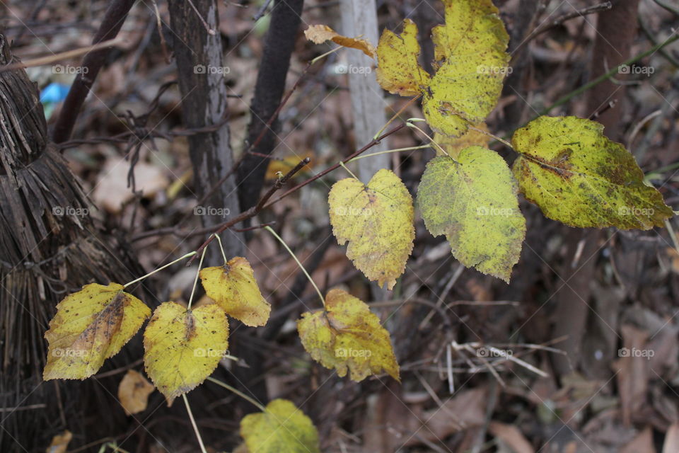 Autumn leaves