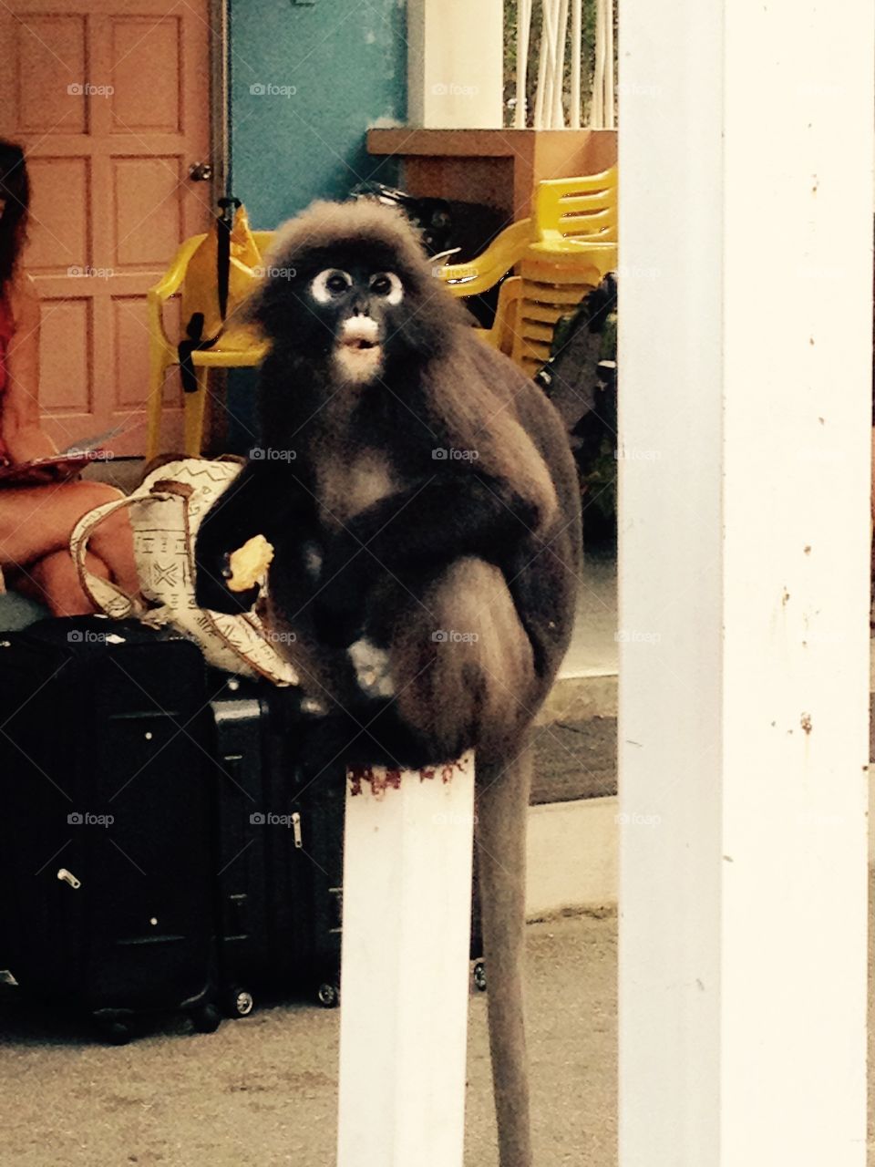 Monkey with cookie . While waiting for a ferry, the little monkey got our attention. He has stolen a cookie and loved eating it very much.