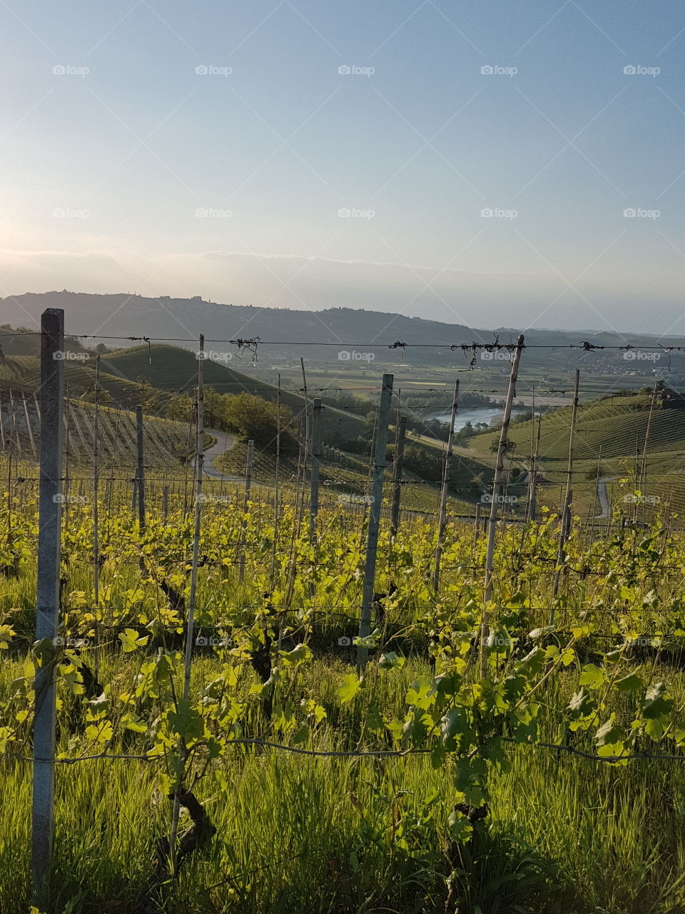 Barbaresco vineyards landscape at sunset in spring