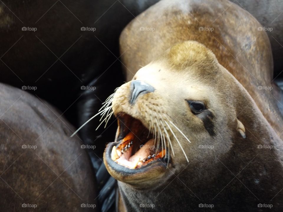 Sea lion