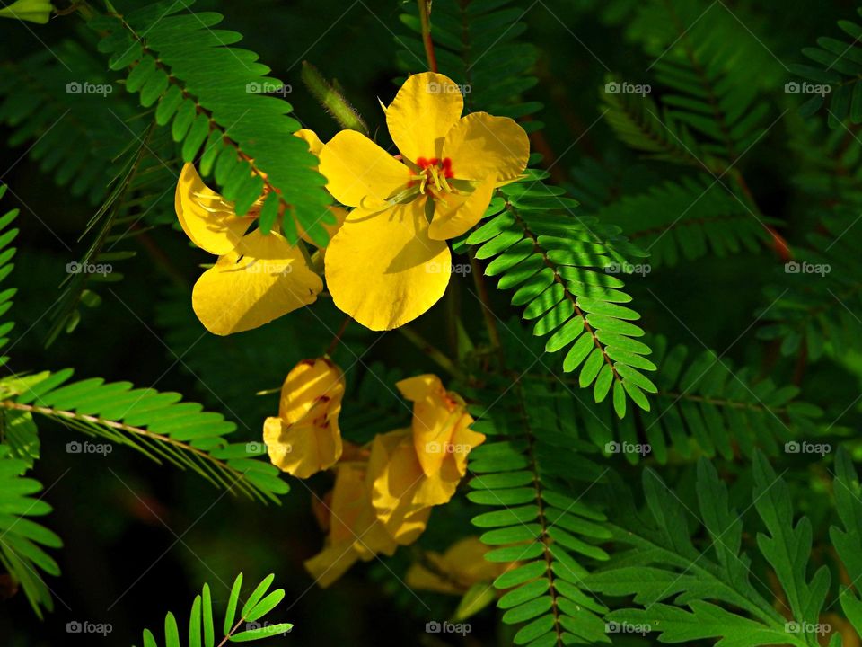 A showy, drought tolerant, yellow bloom amongst natural greenery. The blooms attract mostly butterflies and long-tongued bees, while ants, flies, wasps and other bees are attracted to the nectar glands that grow on leaf stems