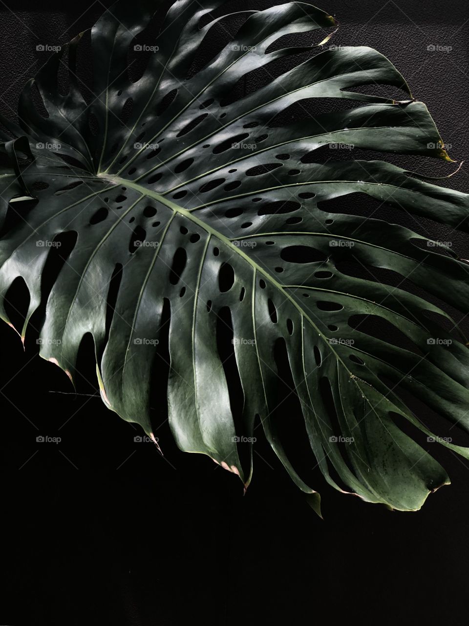 Big green palm leaf against dark black background in greenhouse