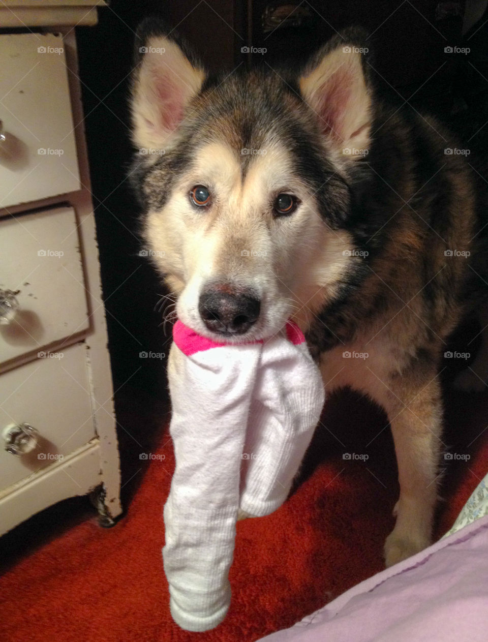 Dog steals socks 