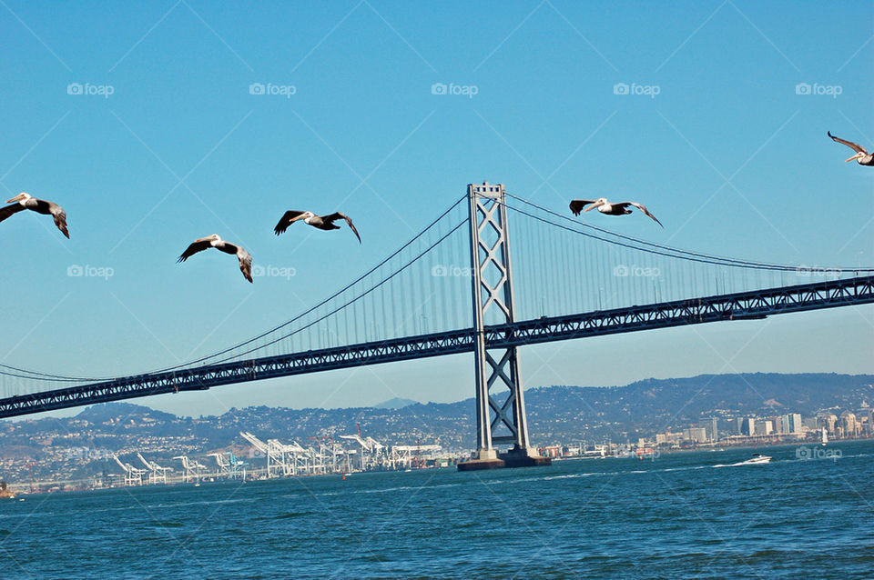birds bridge bay pelicans by mmcook