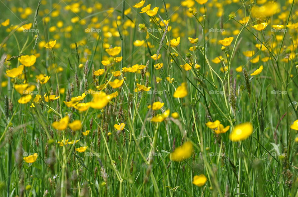 Marsh marigolds spread across a  field