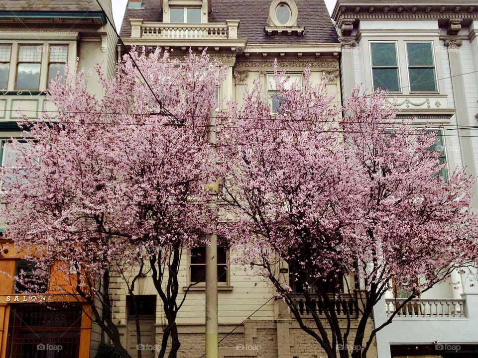 Cherry trees in residential area, San Francisco 