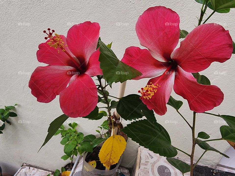 double hibiscus red