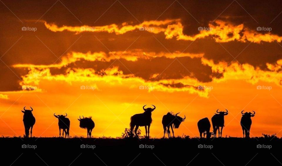 Wild beasts at maasai mara