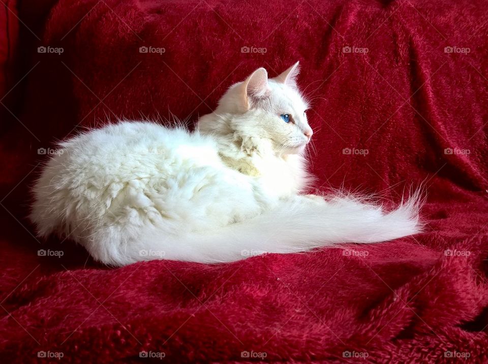 White Cat