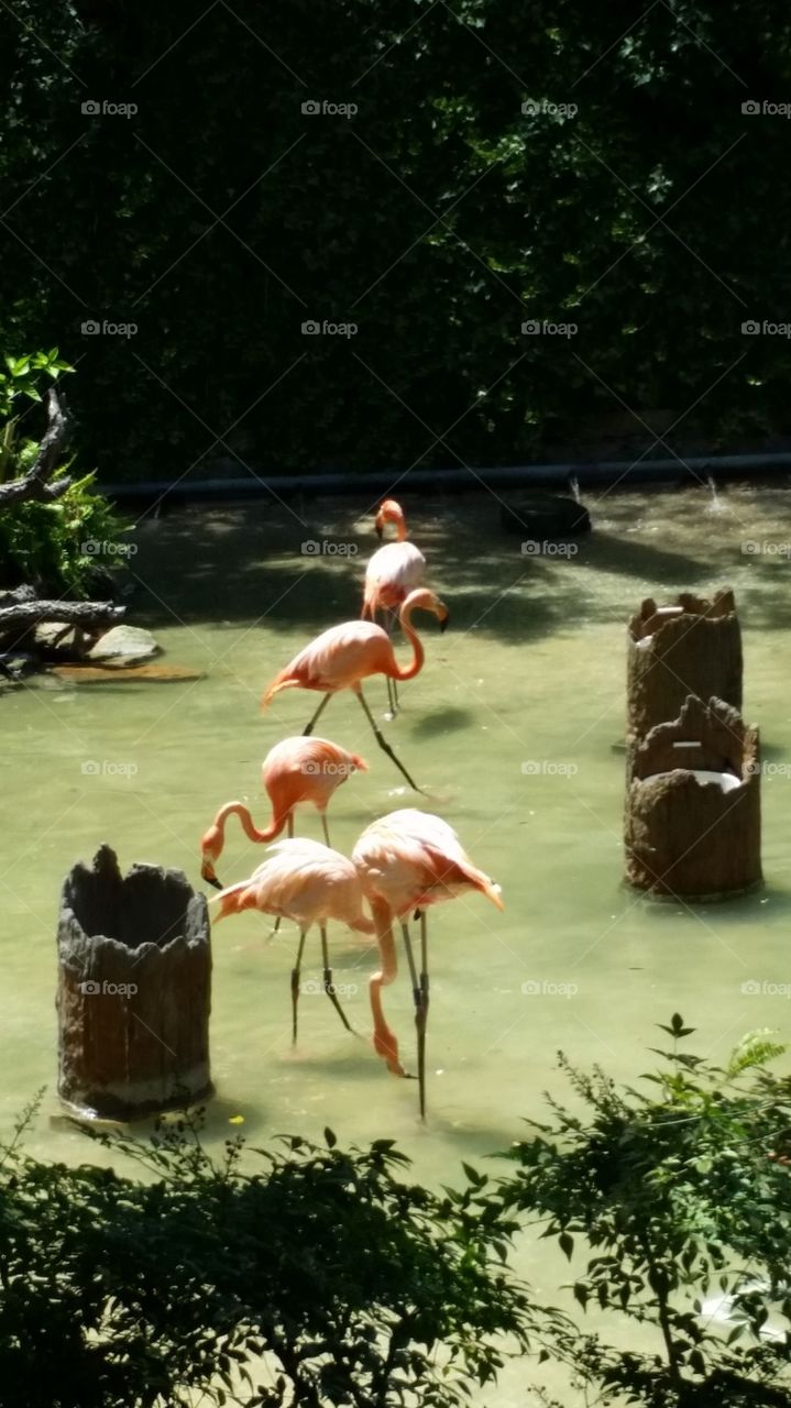 Pink Flamingos  lagoon