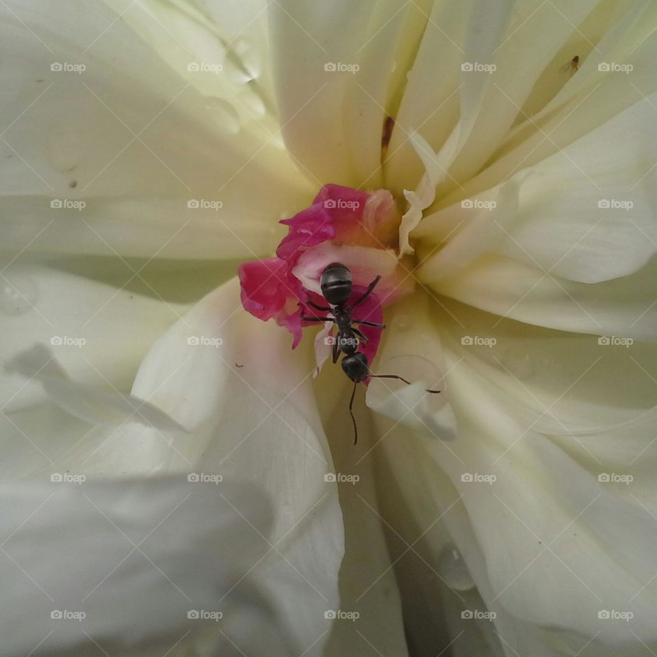 peony ant. ant in peony flower