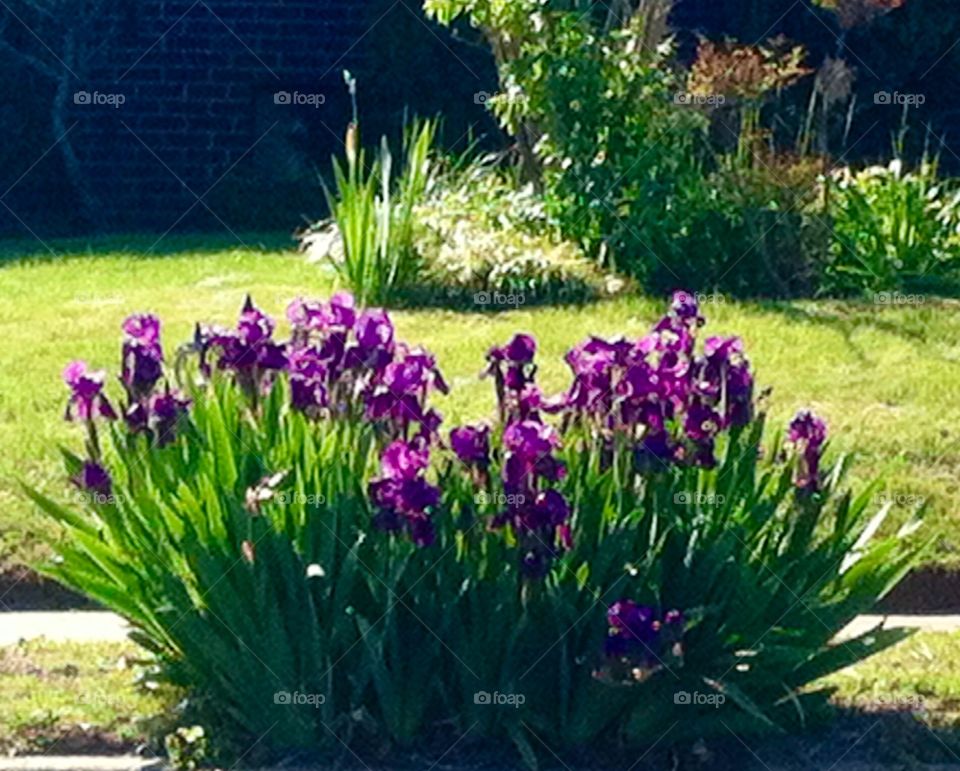 Blooming Irises