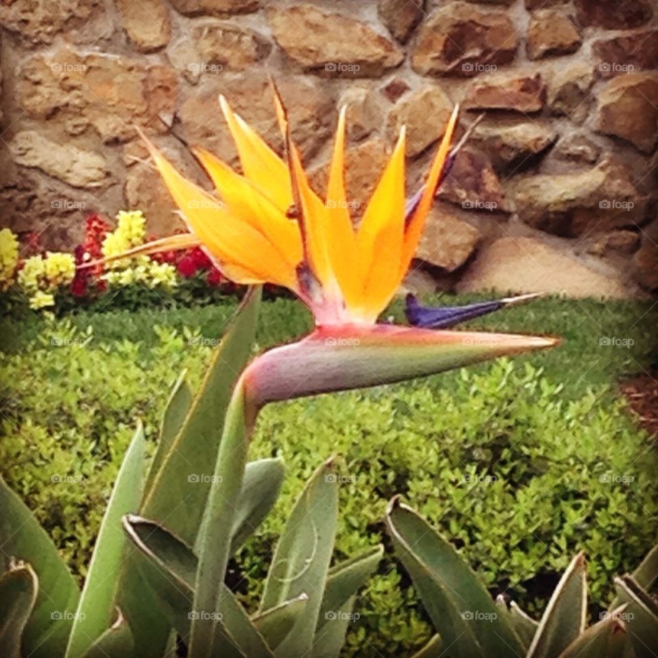 Bird of a Paradise