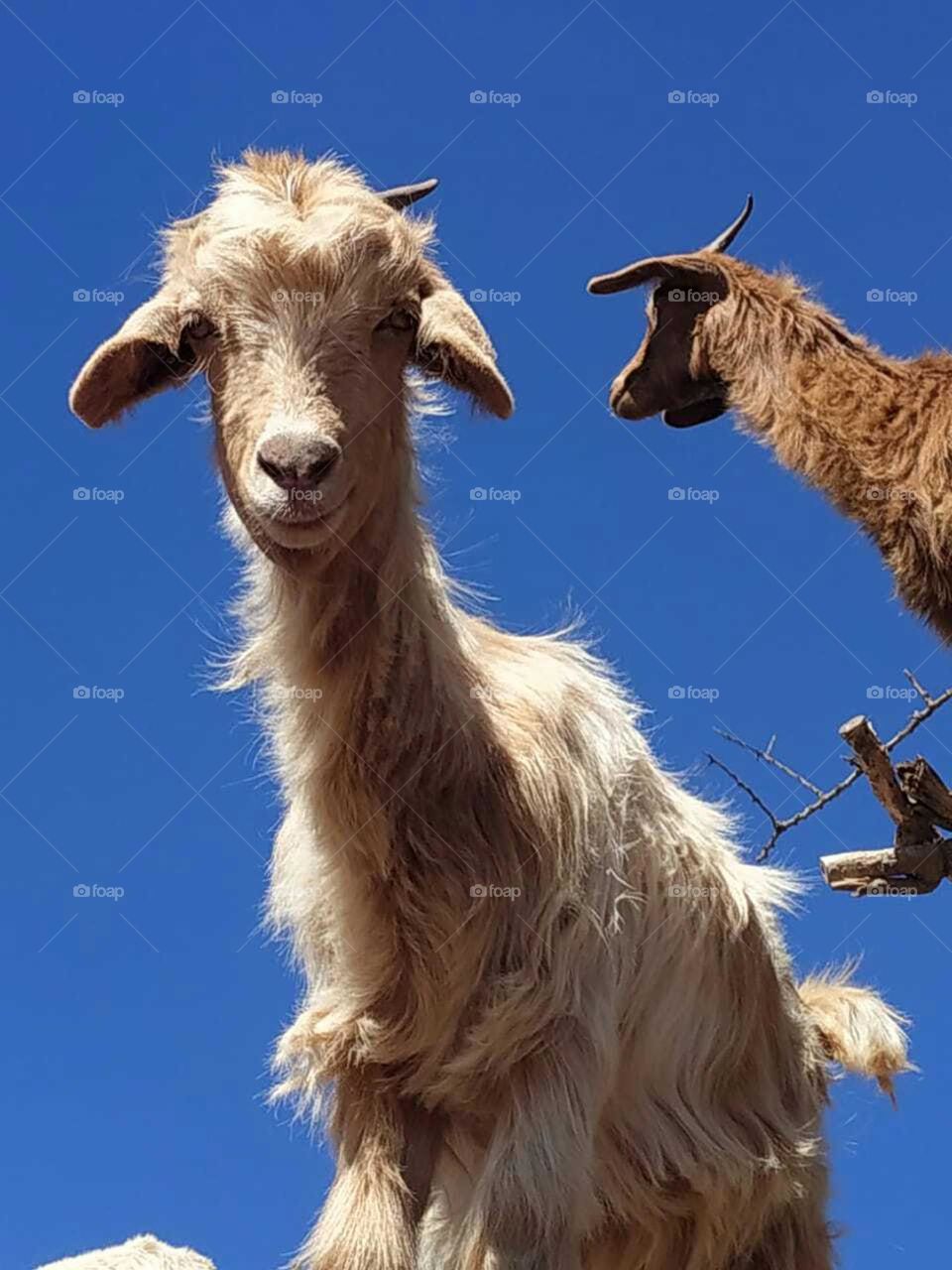 Group of goats on argania spinosa tree.