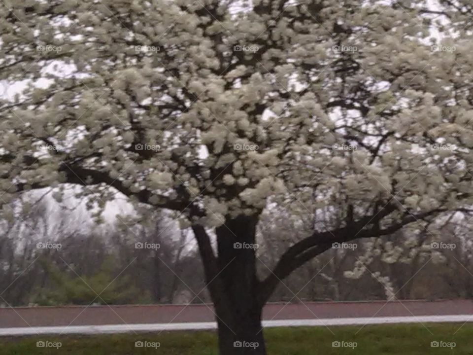 Tree, Landscape, Cherry, Season, Branch