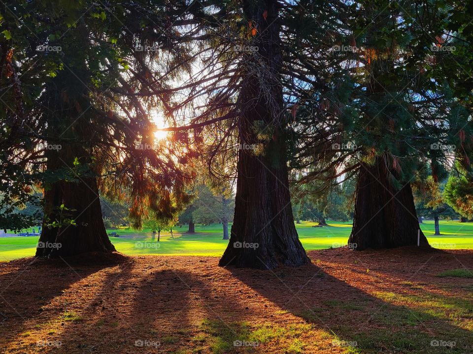 An autumn Walk in the trees