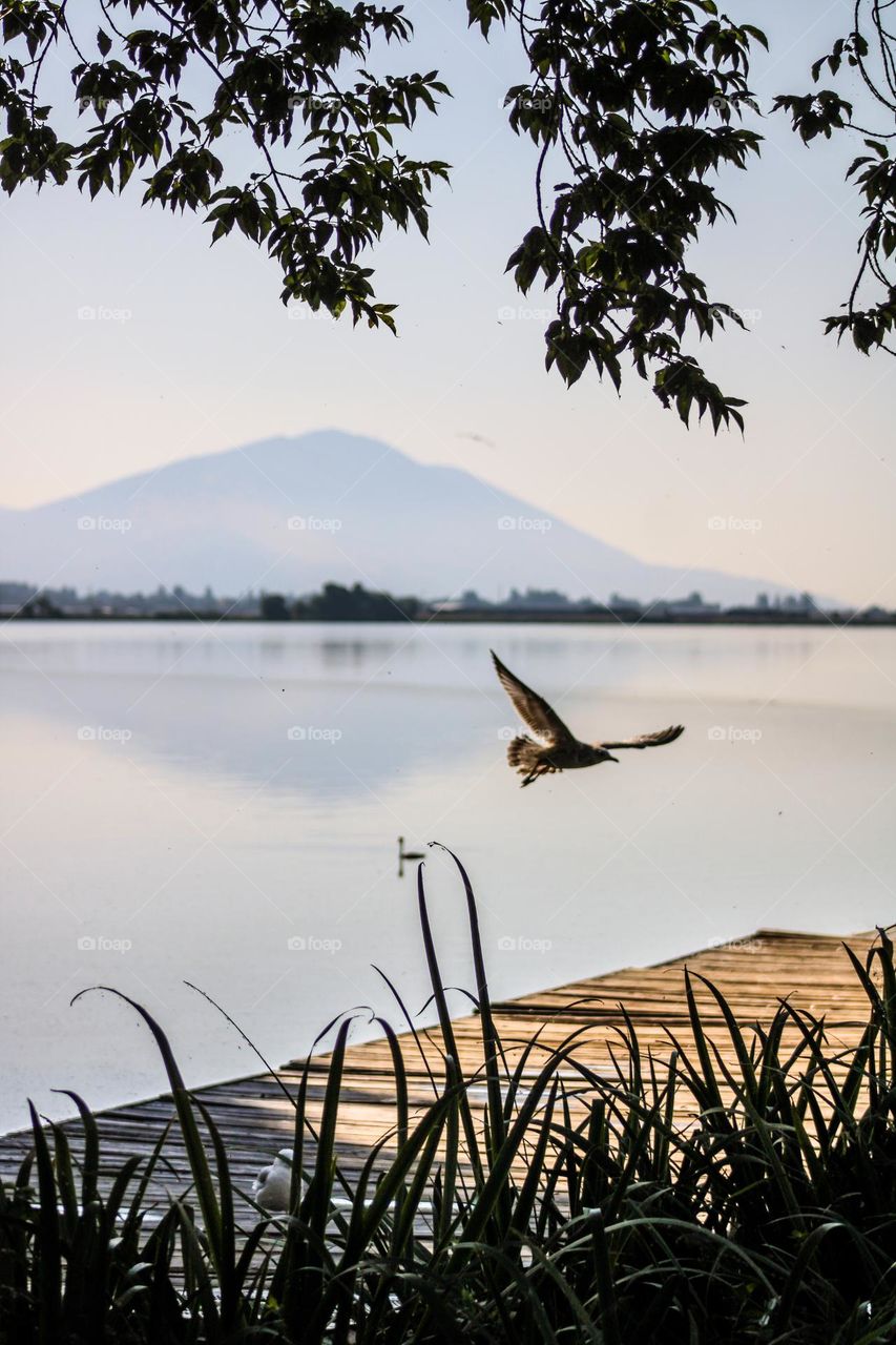Seagull flying above a dock on a lake in Oregon on a summer morning 