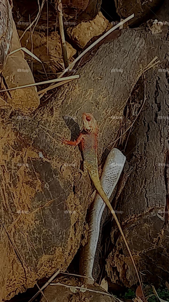 Save animals because they are a part of this world.