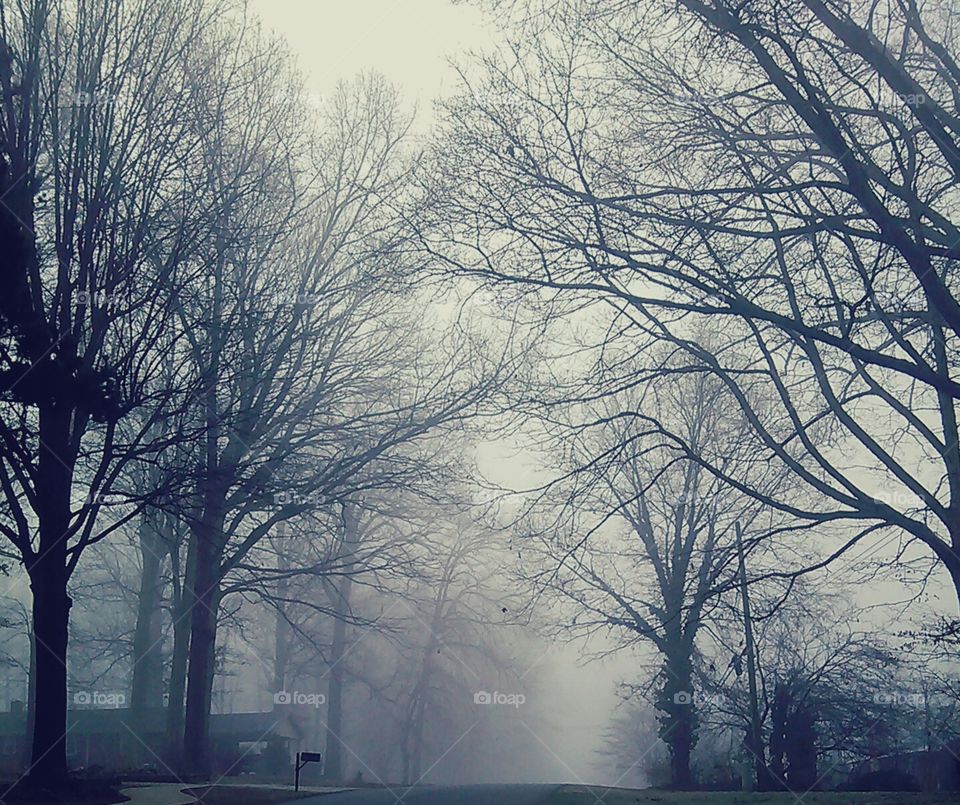 foggy day