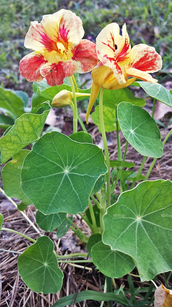 Nasturtiums. Jewel Colors