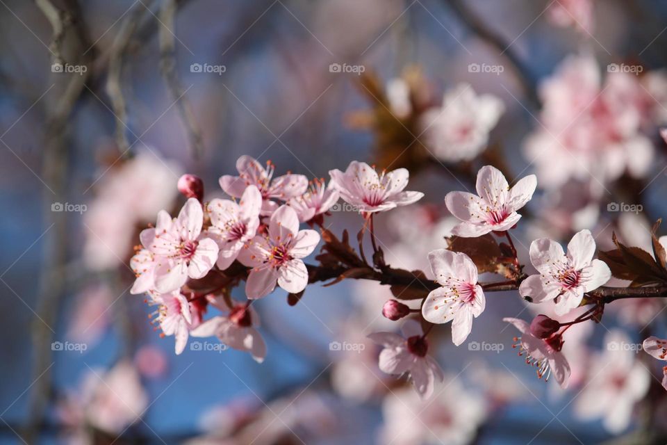 pink spring flowers