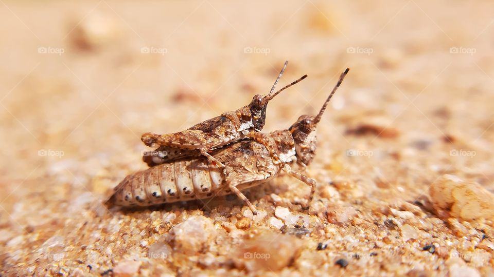 GRASSHOPPERS WITH CLOSE UP