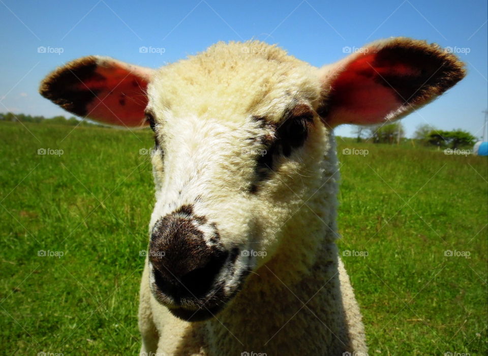 This is an up close picture of a sheep on a warm sunny summer day in the pasture in Indiana.