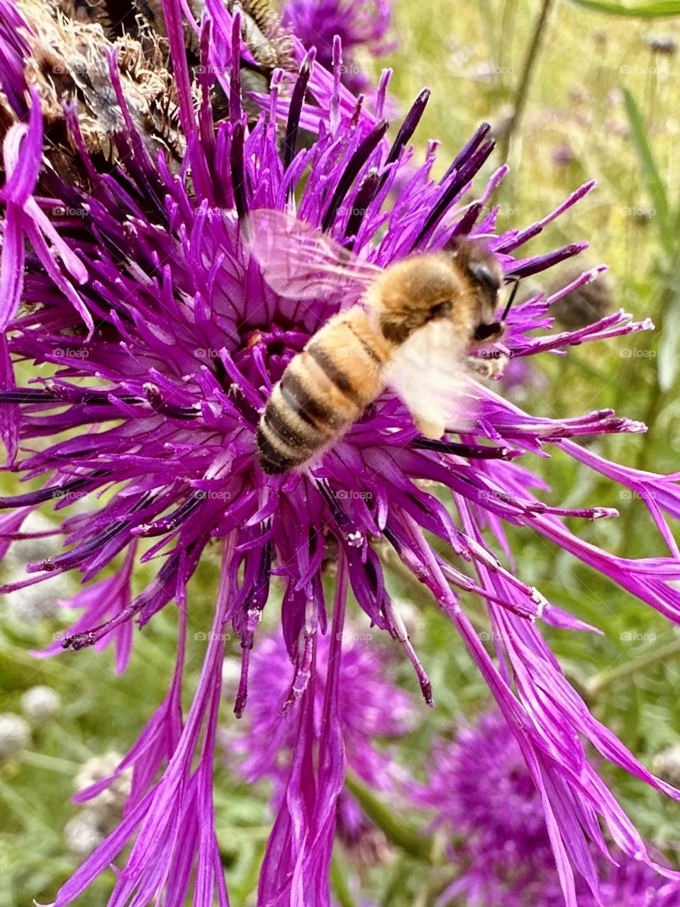 A Western honey bee on shift in a nice sunny summer day. The working place is full of flowers.