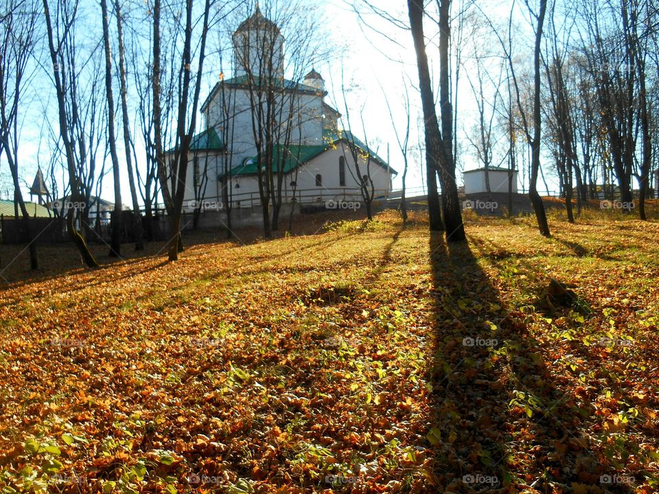 Fall, Wood, Tree, Leaf, Landscape