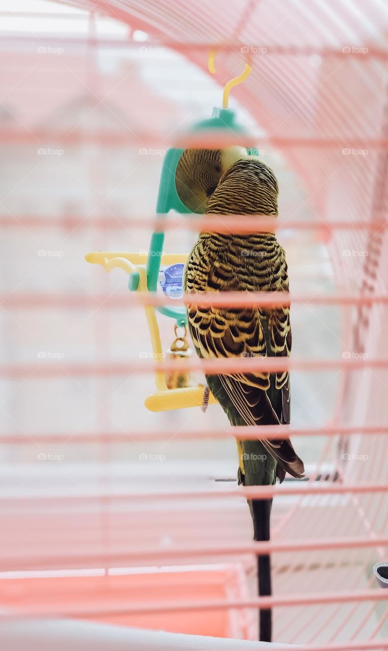 Parrot in the cage.
