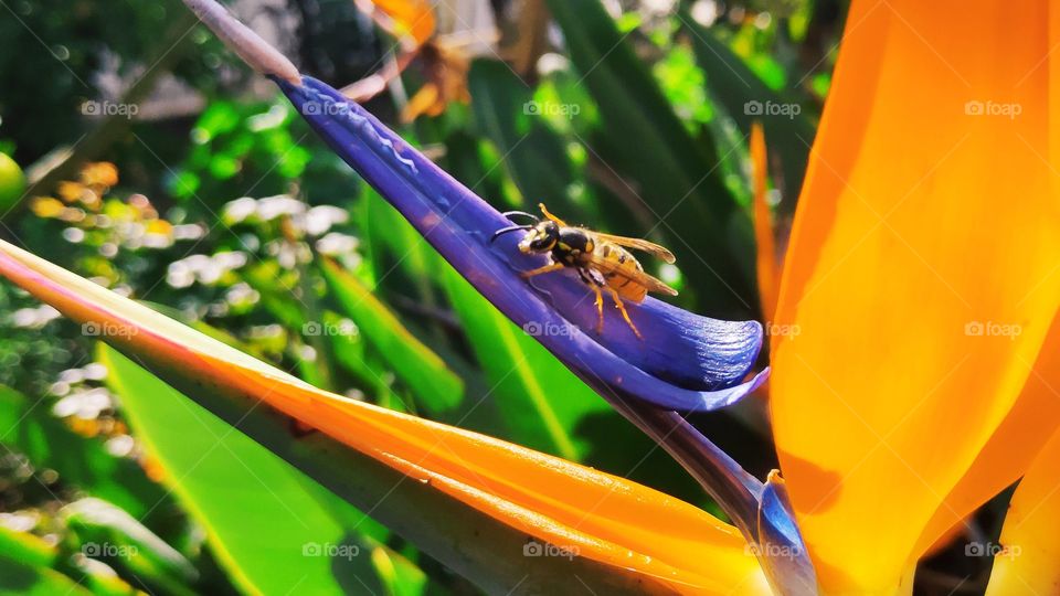 Spring and it's colors bring back that hope to many that had been in black and white mode for some time and sunlight allows beautiful flowers to get to life with the important assistance of this friend 🐝🌷