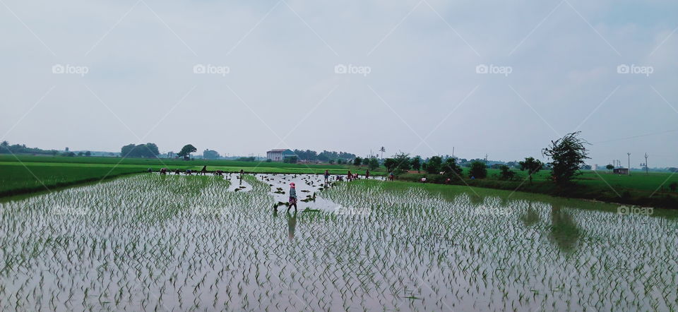 womans are farms land