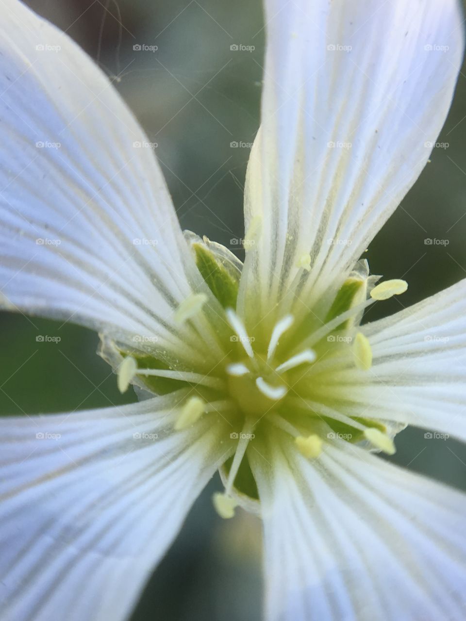 White bloom 