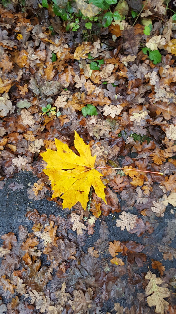 big leaf in small leaves