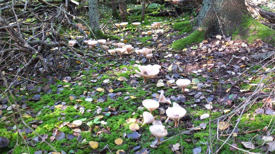 Mushroom in Forrest